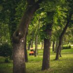 CichoriumKft-Orczy-Fűnyírás-59-1100x1650