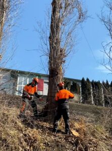 biztonsagos favagas profi csapattal cover